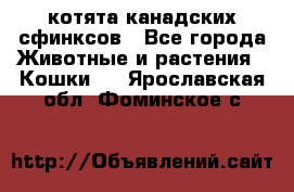 котята канадских сфинксов - Все города Животные и растения » Кошки   . Ярославская обл.,Фоминское с.